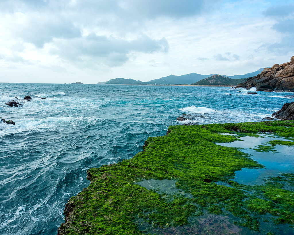 5 Gesundheitliche Vorteile von Sea Moss (Meeresmoos), laut Experten