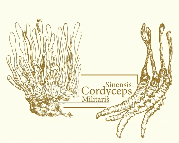 4 Vorteile von Cordyceps and, laut Experten